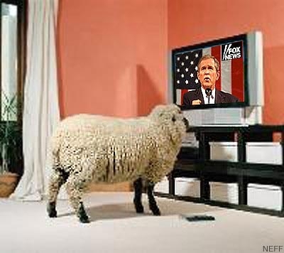 Bush Sheep